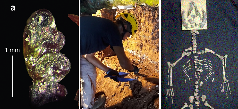 A sinistra i resti della mandibola del topo comune (foto Hystrix, the Italian Journal of Mammalogy), al centro il paleontologo Fabio Bona, a destra lo scheletro del cane A sinistra i resti della mandibola del topo comune (foto Hystrix